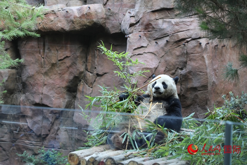 2、“云川”和“鑫寶”落戶圣迭戈動(dòng)物園，開啟了新一輪中美大熊貓保護(hù)合作。 人民網(wǎng)記者 李志偉攝 (1)