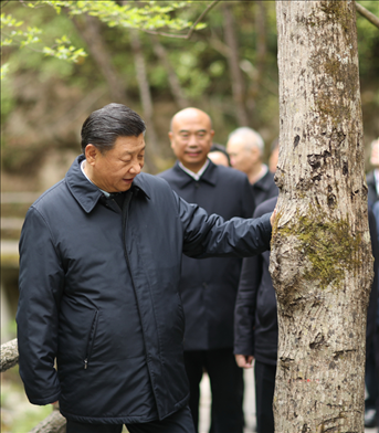 2020年4月，習(xí)近平總書(shū)記來(lái)到位于商洛市柞水縣的秦嶺牛背梁國(guó)家級(jí)自然保護(hù)區(qū)，考察秦嶺生態(tài)保護(hù)情況。新華社記者 鞠鵬 攝