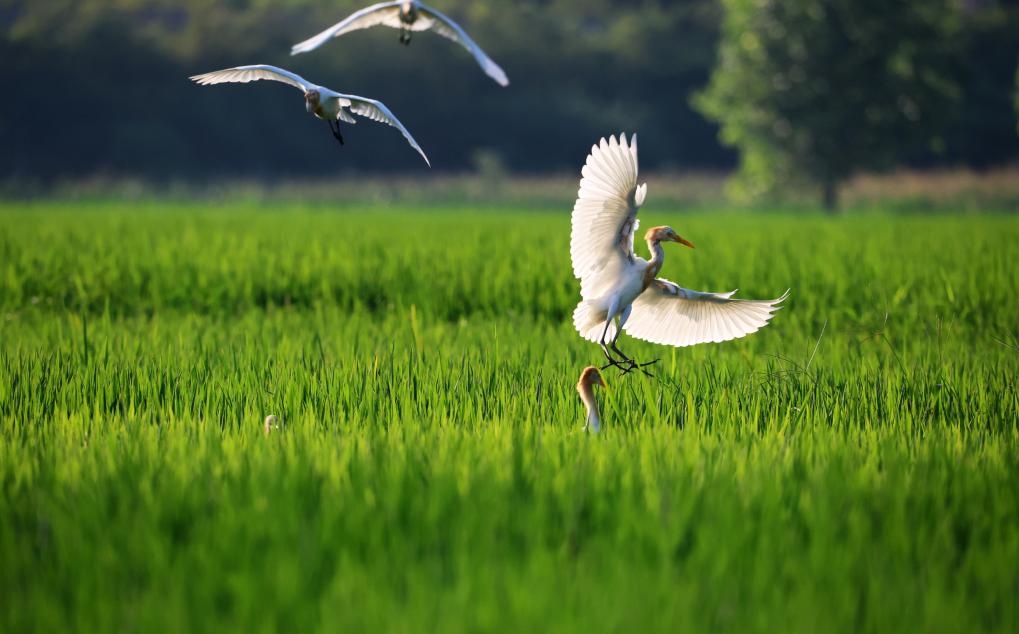 2023年8月7日，鷺鳥在山東省臨沂市郯城縣郯城街道水稻田間飛舞。新華社發(fā)（張春雷 攝）