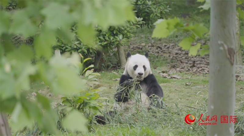 成都大熊貓繁育研究基地的熊貓。人民網(wǎng)記者 張榮攝
