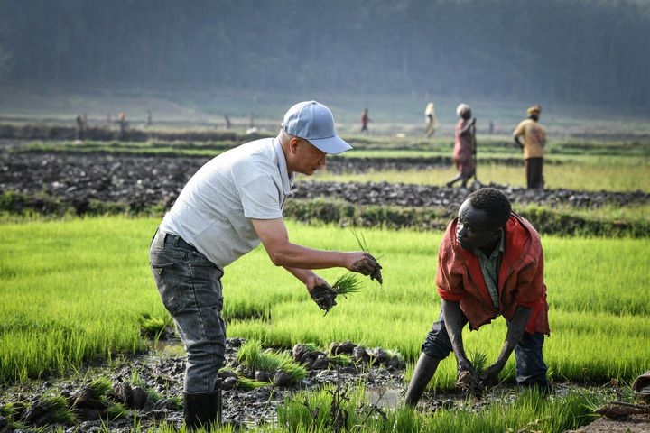 2024年8月14日，在盧旺達(dá)南方省胡耶區(qū)的中國援盧旺達(dá)農(nóng)業(yè)技術(shù)示范中心，水稻專家鄭瑞金（左）在稻田里指導(dǎo)當(dāng)?shù)氐巨r(nóng)進(jìn)行秧苗移栽。新華社記者 韓旭 攝