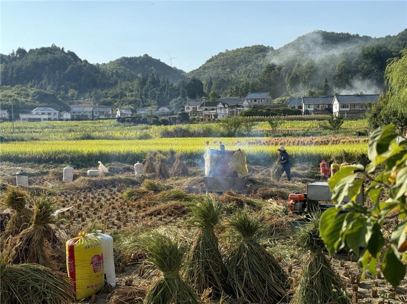 “豐收”是秋天的關(guān)鍵詞，田間煙火氣，最撫凡人心。打谷機(jī)、蛇皮袋、抱稻禾、捆秸稈……這是鄉(xiāng)土中國(guó)廣大農(nóng)村收割稻谷的經(jīng)典場(chǎng)景，也是不少干過(guò)農(nóng)活的人的獨(dú)家記憶。告別了打谷機(jī)，擁抱機(jī)械化，改變的是生產(chǎn)工具，不變的是三農(nóng)情懷。農(nóng)為邦本，本固邦寧，每一個(gè)親吻土地、珍惜糧食的日子都值得被尊敬，被緬懷，被憧憬?？疾靾F(tuán)中的謝里克·科爾茹姆巴耶夫是《哈薩克斯坦實(shí)業(yè)報(bào)》的總編輯，也是一位“生活觀察家”，田間里揮汗收割的村民引起了他的興趣，他感嘆道：人們勞作的過(guò)程總是令人賞心悅目。這就是中外共鳴的“鄉(xiāng)愁”吧。 （烏茲別克斯坦《人民言論報(bào)》副總編輯魯斯蘭·肯扎耶夫攝）