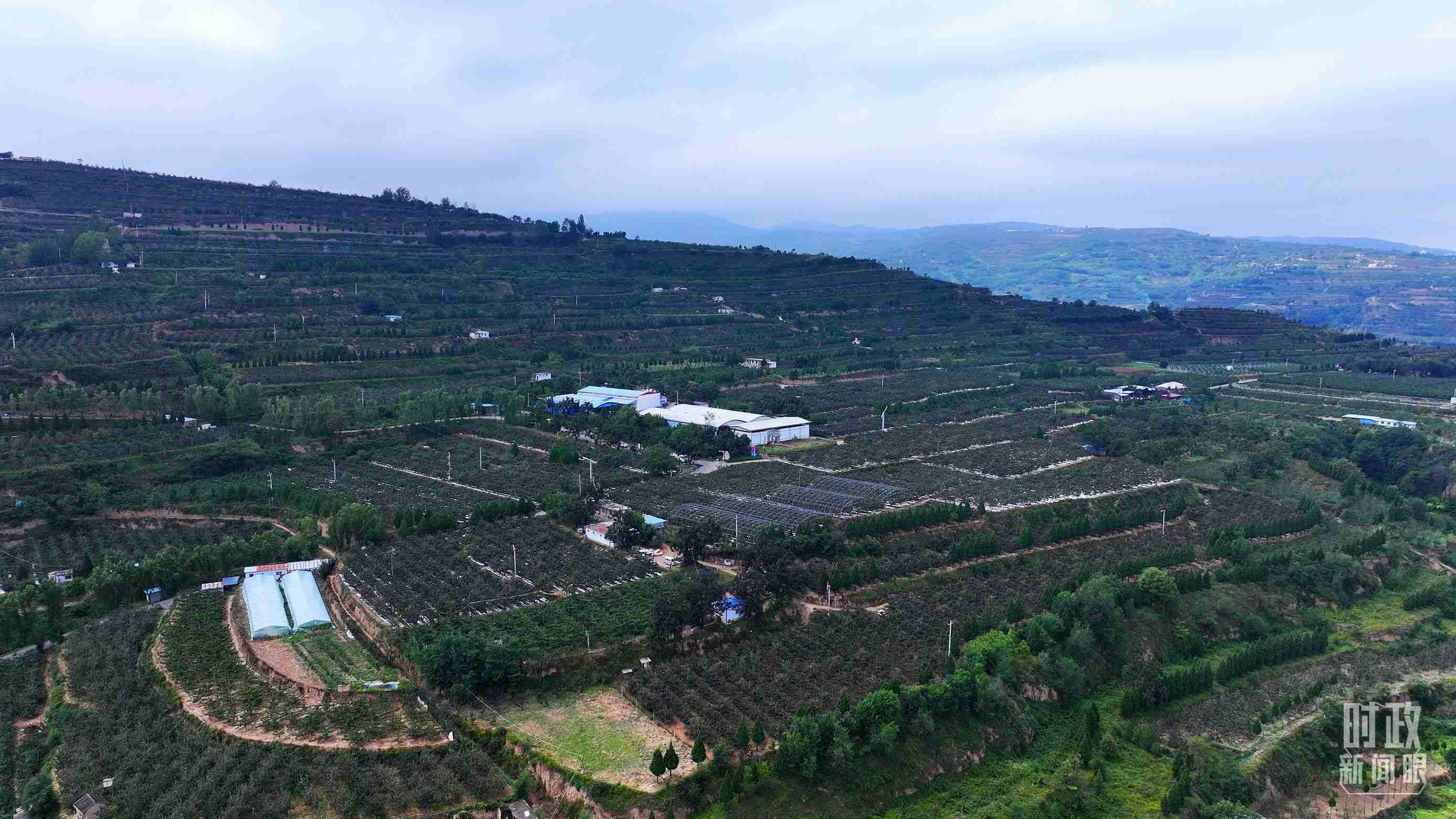 △ 麥積區(qū)南山花牛蘋果基地。（總臺央視記者范凱拍攝）
