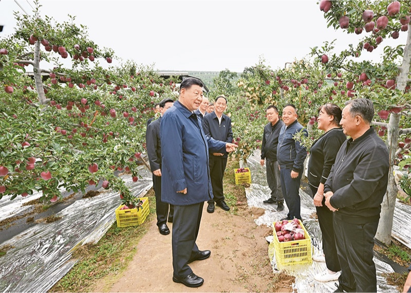 2024年9月10日至13日，中共中央總書記、國家主席、中央軍委主席習(xí)近平在甘肅考察。這是11日上午，習(xí)近平在天水市麥積區(qū)南山花牛蘋果基地考察時，走進(jìn)果林了解相關(guān)種植、技術(shù)和管理情況。 新華社記者 謝環(huán)馳/攝