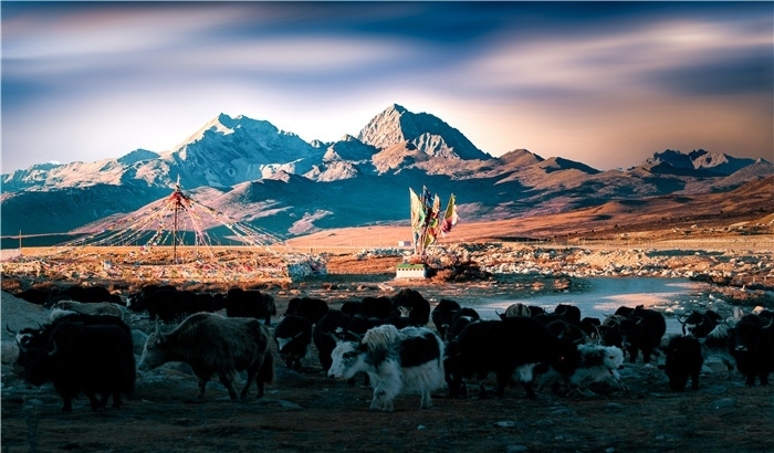 雅拉雪山上的牦牛群。蕭旺擺攝