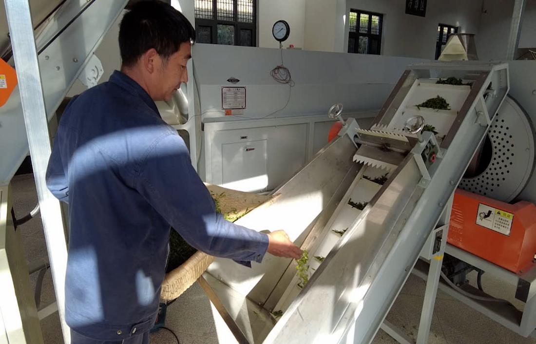  茶廠工人正在查看茶青質(zhì)量。 受訪者供圖