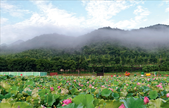 余村荷花池景色秀美。