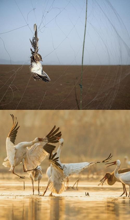 拼版圖片：圖為2011年和2023年鄱陽湖區(qū)的變化，曾經(jīng)湖區(qū)內(nèi)分布有捕鳥網(wǎng)，如今人與自然和諧共生的理念深入人心。攝影：傅建斌 周海燕 制作：賈稀荃