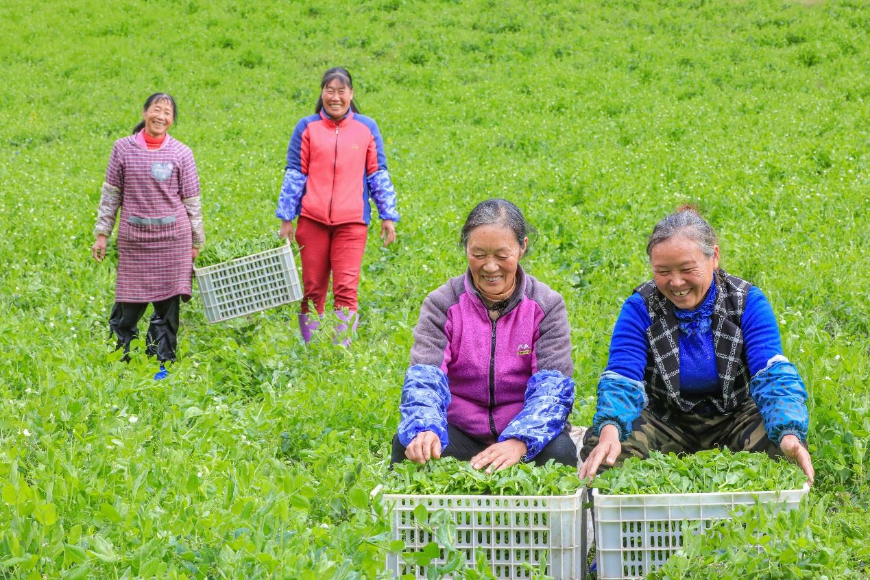 在四川省阿壩藏族羌族自治州馬爾康市馬爾康鎮(zhèn)納足村，當(dāng)季蔬菜喜獲豐收，群眾正在忙著采收、裝箱供應(yīng)市場(chǎng)。來(lái)源：人民圖片