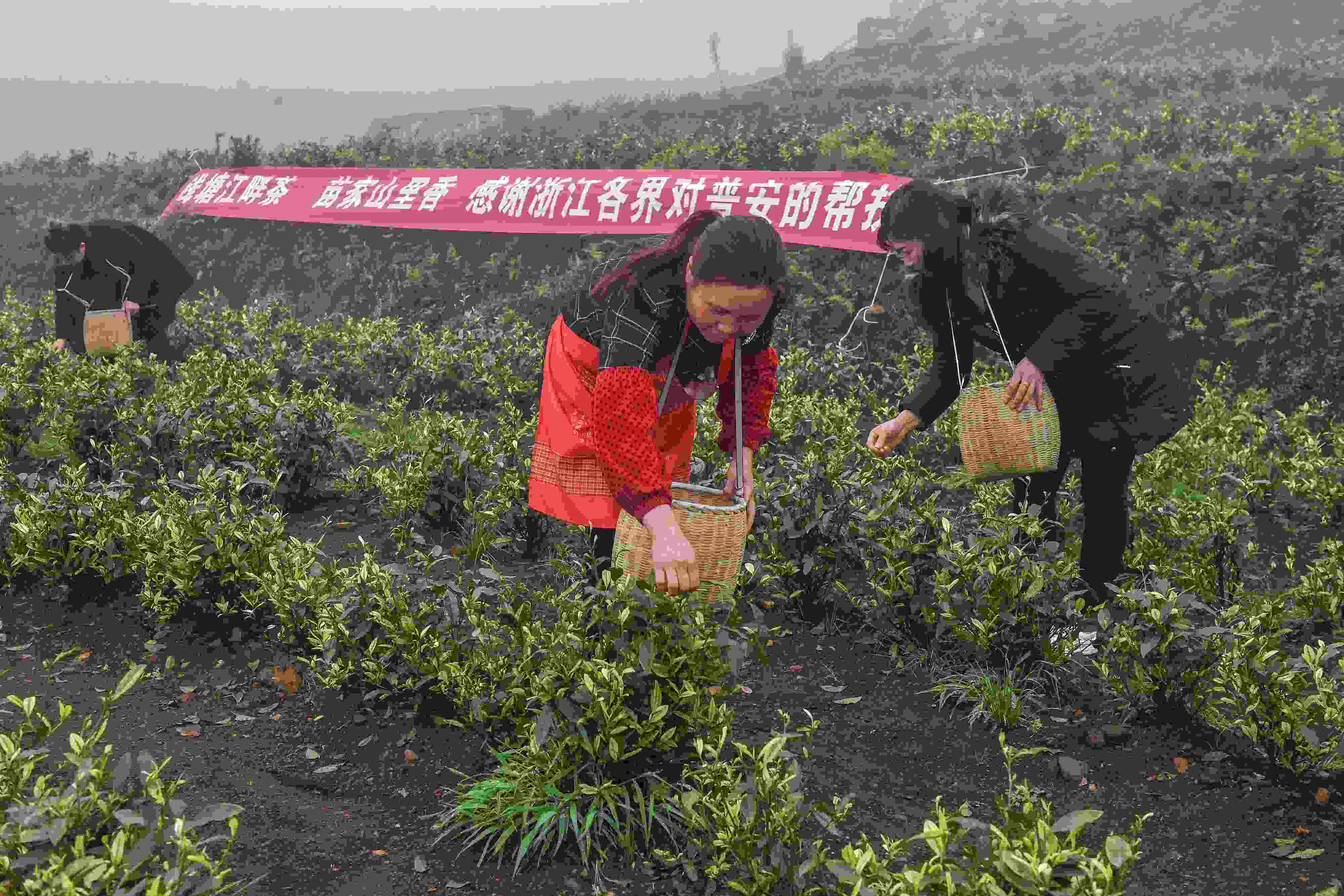 2021年4月14日，工人在貴州省黔西南州普安縣地瓜鎮(zhèn)屯上村“白葉一號(hào)”感恩茶園采茶。這片茶園由浙江省安吉縣捐贈(zèng)。