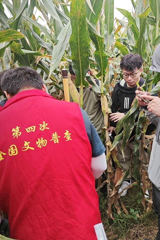 普查隊(duì)員正在使用探鏟進(jìn)行探測(cè)。中國文物報(bào)供圖