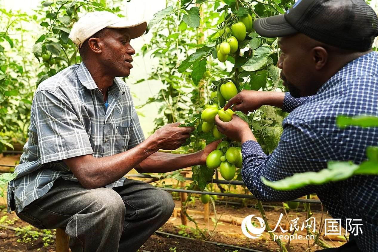 肯尼亞納庫(kù)魯郡，埃格頓大學(xué)園藝學(xué)專家史蒂芬·吉藤古在溫室大棚里指導(dǎo)當(dāng)?shù)剞r(nóng)民喬納·卡蘭賈種植番茄。人民網(wǎng)記者 黃煒鑫攝