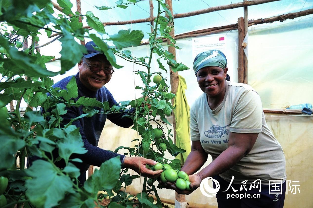 肯尼亞納庫(kù)魯郡，南京農(nóng)業(yè)大學(xué)援非專家劉高瓊和當(dāng)?shù)剞r(nóng)民瑪麗·姆旺吉在溫室大棚里查看番茄種植情況。人民網(wǎng)記者 黃煒鑫攝