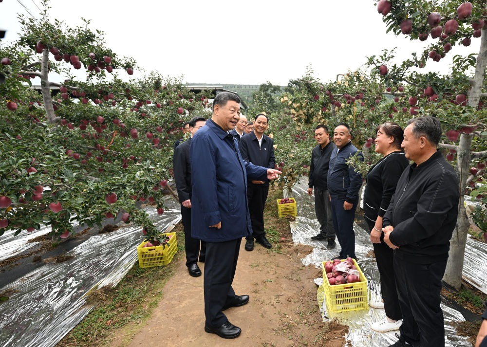 2024年9月11日，習(xí)近平在甘肅省天水市麥積區(qū)南山花牛蘋果基地考察時，走進(jìn)果林了解相關(guān)種植、技術(shù)和管理情況。習(xí)近平指出：“經(jīng)過70多年培育發(fā)展，花牛蘋果品牌更響亮了。要加強(qiáng)品種保護(hù)和培育，優(yōu)化種植方式，創(chuàng)新營銷模式，把這個特色產(chǎn)業(yè)做得更大，帶動更多群眾增收致富?！? width=