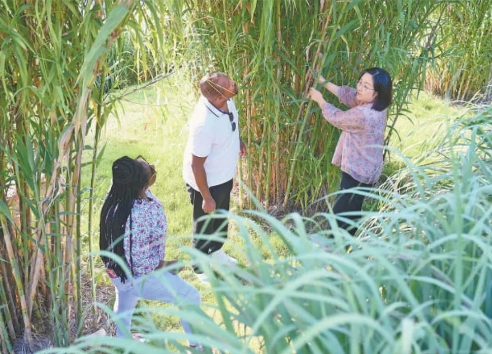 福建農(nóng)林大學(xué)國際菌草工程技術(shù)研究中心工作人員（右）在向盧旺達(dá)留學(xué)生介紹菌草品種“綠洲1號”蘆竹的生長情況。新華社記者 林善傳 攝