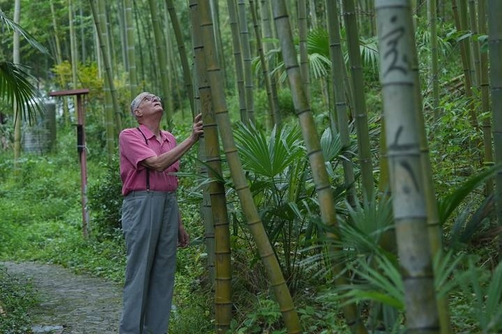 奈斯在莫干山的竹林里散步。