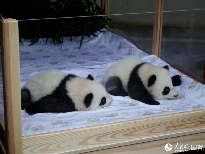 柏林動物園的明星“夢好”與“夢甜”。人民網(wǎng) 肖晶攝