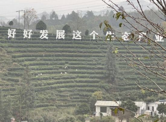 景寧畬族自治縣澄照鄉(xiāng)三石村馬嶺頭茶葉基地。劉軍國(guó)攝