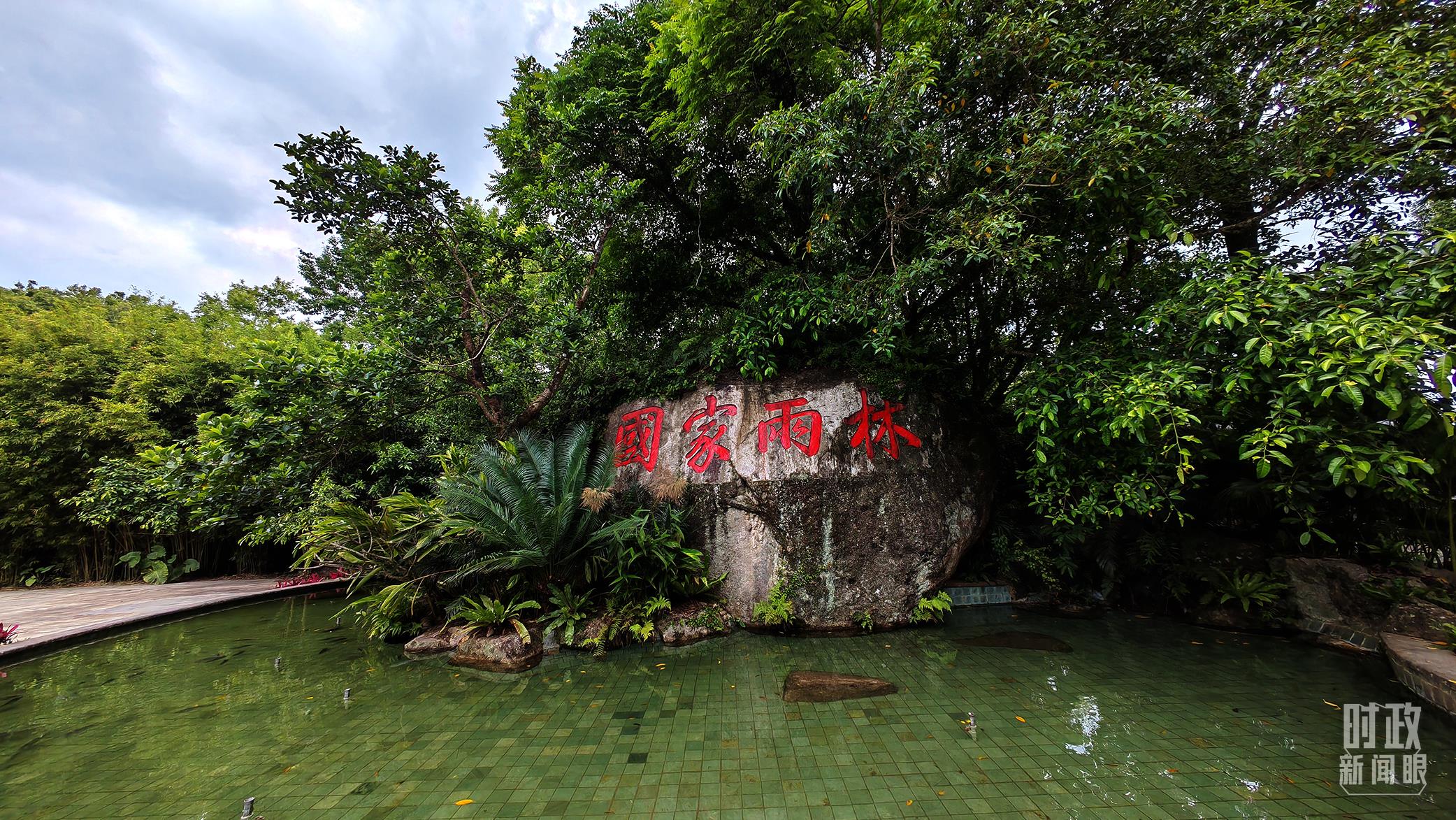 海南熱帶雨林國(guó)家公園。（總臺(tái)央視記者彭漢明拍攝）