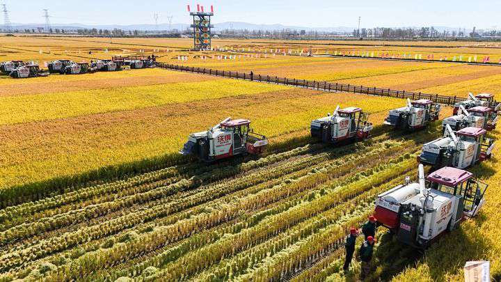 2024年9月22日，在黑龍江省重要糧食產(chǎn)區(qū)哈爾濱市方正縣的稻田中，農(nóng)機開啟“黑龍江秋收第一鐮”作業(yè)（無人機照片）。新華社記者 王松 攝
