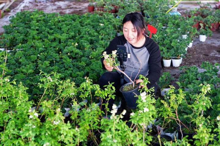 2024年4月27日，在山東省惠民縣姜樓鎮(zhèn)立冉果蔬種植合作社，工作人員在直播賣藍(lán)莓苗。新華社記者 郭緒雷 攝