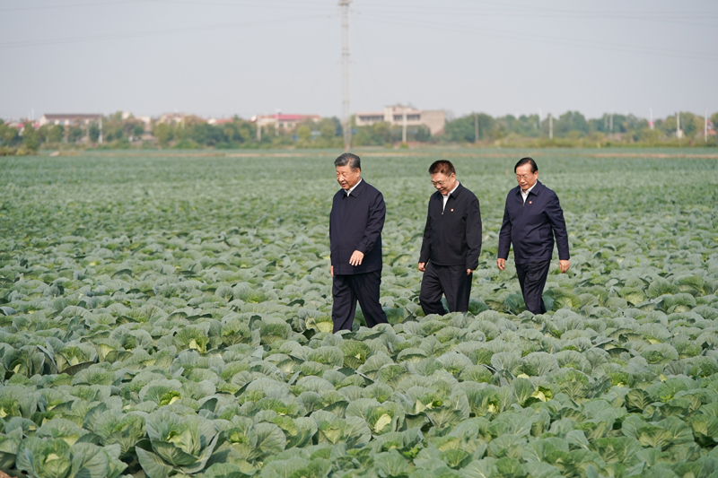 2024年11月5日，習(xí)近平總書記在湖北嘉魚潘家灣鎮(zhèn)十里蔬菜長廊考察。