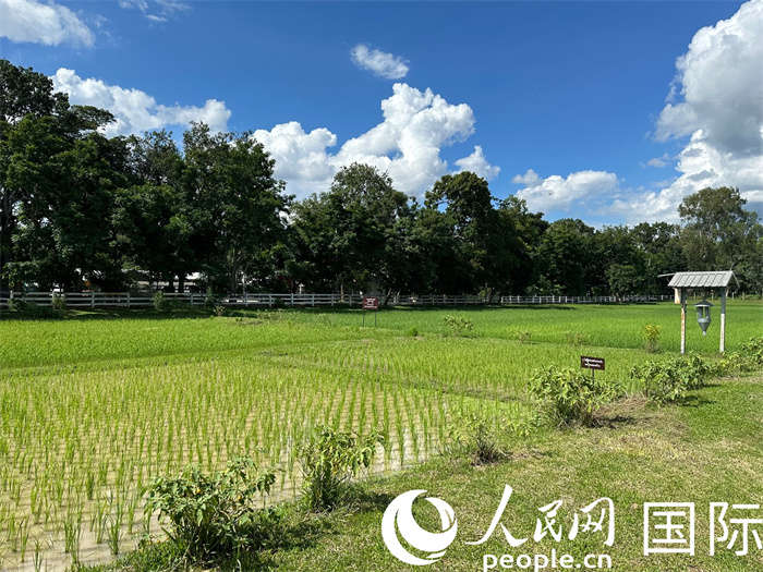 泰國沙功那空省水稻種植示范基地。人民網(wǎng)記者 簡承淵攝