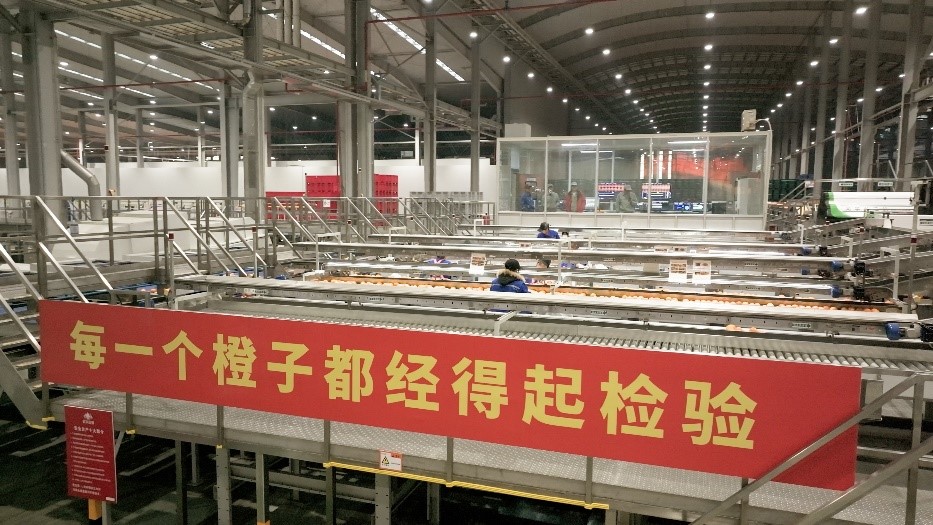工人在智能生產(chǎn)線上對臍橙精深加工。人民網(wǎng)記者 張力洋攝