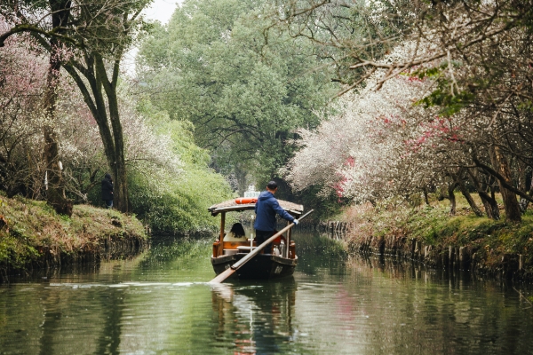 杭州西溪濕地，河岸梅花盛開。圖片來源：視覺中國
