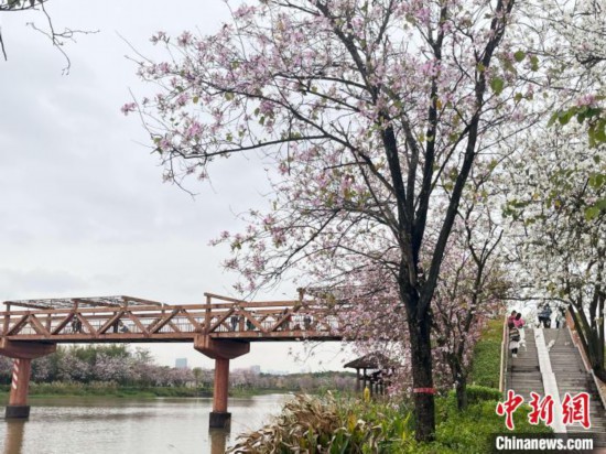 3月7日，廣州海珠國家濕地公園宮粉紫荊花海吸引游人。中新社記者 許青青 攝