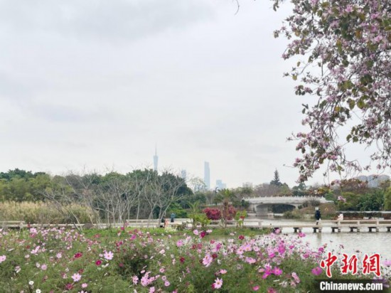 每年三月，廣州海珠國家濕地公園迎來最具標(biāo)志性的景觀之一——宮粉紫荊花海，公園內(nèi)的石榴崗河沿岸兩側(cè)，數(shù)千株宮粉紫荊綿延3.2公里，粉紅與粉白的花朵交織如云，頗為浪漫。據(jù)悉，宮粉紫荊因其耐濕性強、花期長的特性，是廣州海珠國家濕地公園生態(tài)修復(fù)的優(yōu)選樹種。近年來通過科學(xué)管養(yǎng)，花量相較往年明顯增加，盛花期持續(xù)近一個月時間，預(yù)計浪漫景致將延續(xù)至清明前。圖為3月7日，廣州海珠國家濕地公園宮粉紫荊花海吸引游人。中新社記者 許青青 攝