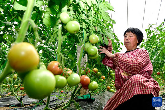 3月13日，在菏澤市鄆城縣張營街道，農(nóng)民在設(shè)施大棚里打理西紅柿。