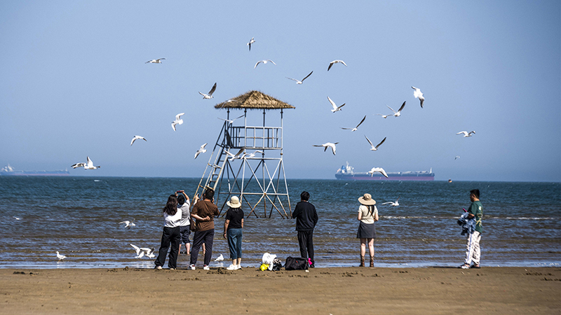 2024年5月12日，河北秦皇島，北戴河鴿子窩公園成群海鷗在天空中自由翱翔，與大海、藍(lán)天構(gòu)成了一幅美麗的畫(huà)卷。
