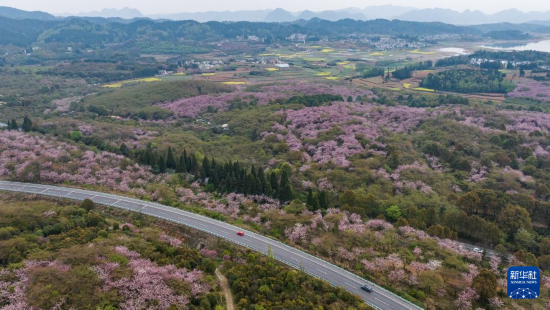 清鎮(zhèn)市紅楓湖鎮(zhèn)右二村旁的道路與花海相映（4月5日攝，無人機(jī)照片）。