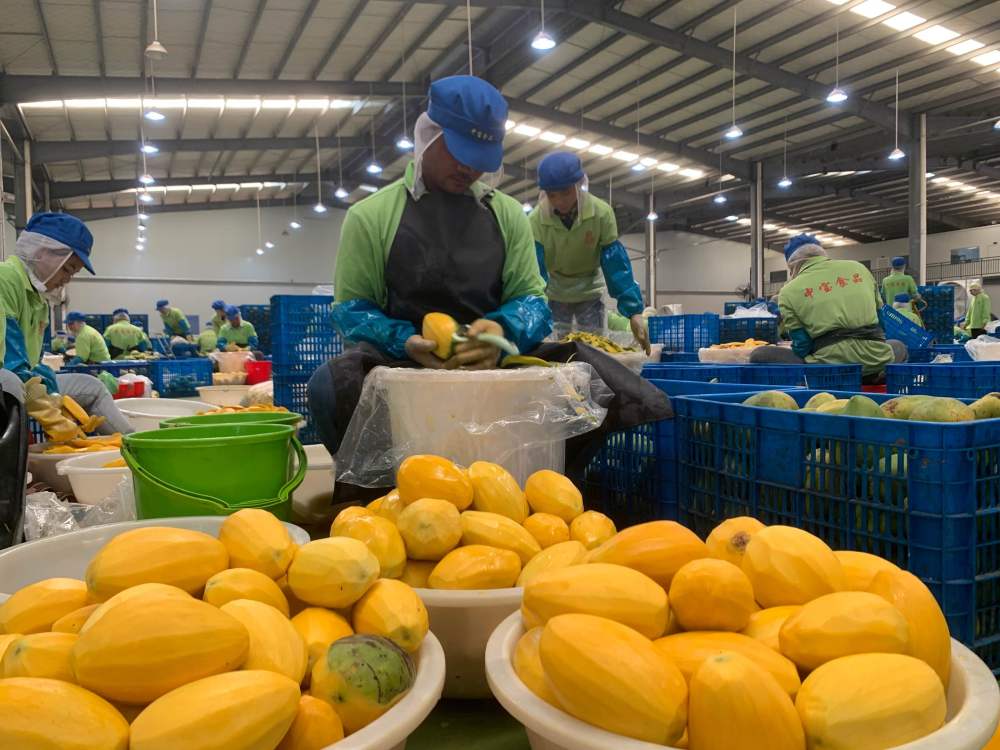 2023年3月7日，工作人員在柬埔寨磅士卑省的中寶（柬埔寨）食品科技有限公司處理芒果。自區(qū)域全面經(jīng)濟(jì)伙伴關(guān)系協(xié)定（RCEP）生效實(shí)施以來，柬埔寨的農(nóng)產(chǎn)品正在更加便利地進(jìn)入中國市場。