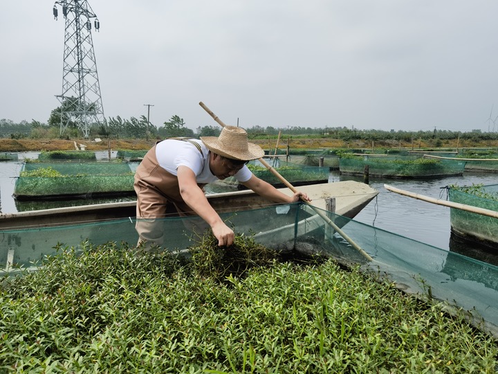 陳樹在湖北省仙桃市剅河鎮(zhèn)余腦村黃鱔繁育基地觀察黃鱔長(zhǎng)勢(shì)。新華社記者宋立崑 攝