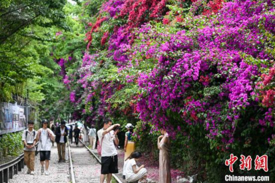 昆明滇越鐵路旁三角梅盛放引客來(lái)