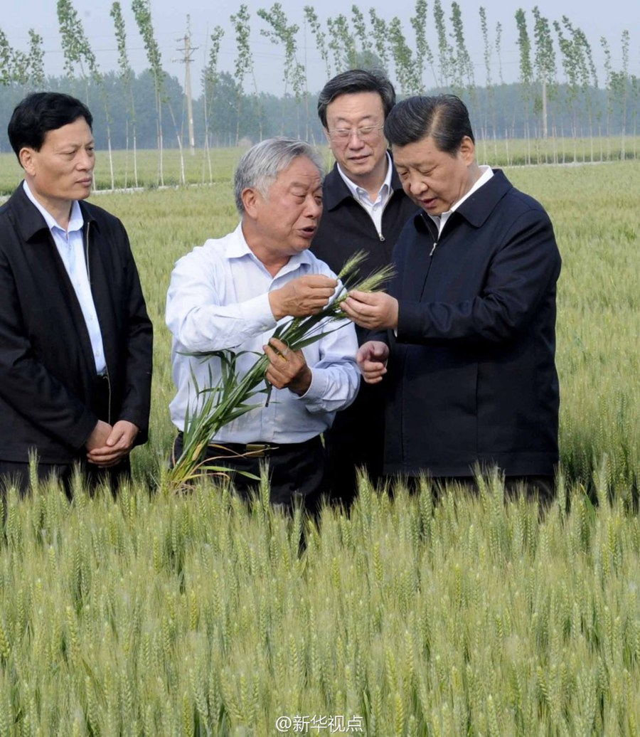 2014年5月，習(xí)近平總書(shū)記在河南省尉氏縣張市鎮(zhèn)高標(biāo)準(zhǔn)糧田察看小麥長(zhǎng)勢(shì)。